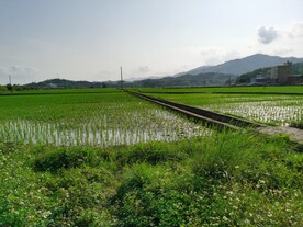 水稻田野风景