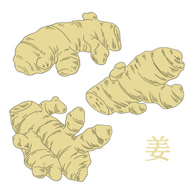 生姜插画