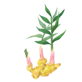 手绘生姜素材