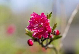 桃花超高清大图