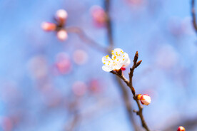春天里的桃花