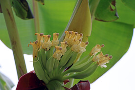 香蕉蕉蕾