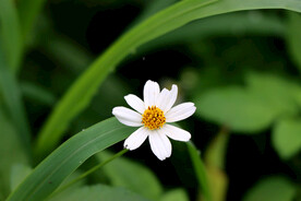 盛开的白色的野菊花