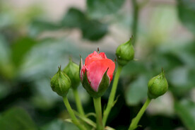 红玫瑰花苞