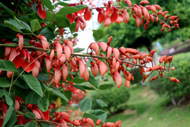鸡冠刺桐