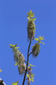 白蜡树花 