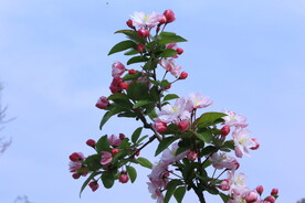 西府海棠花 