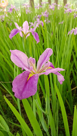 玉蝉花