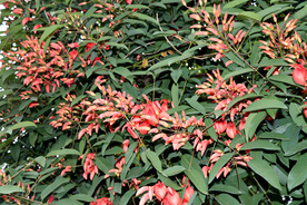 鸡冠刺桐花盛开