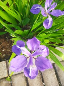 紫色鸢尾花