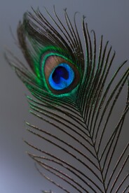 孔雀毛