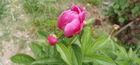 芍药花儿 要开了
