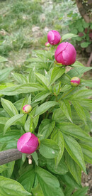 芍药花儿要开了