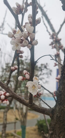 杏花开