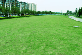 公园绿草地