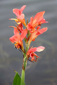 湿地公园粉红色美人蕉