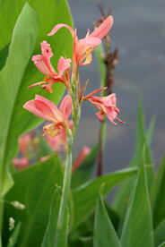 湿地公园粉红色美人蕉