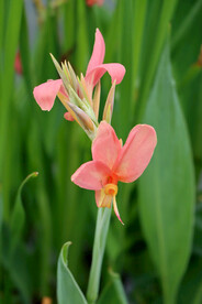 湿地公园粉红色美人蕉