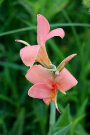 湿地公园粉红色美人蕉