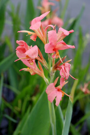 湿地公园粉红色美人蕉