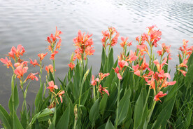 湿地公园粉红色美人蕉