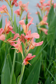 花 鲜花 花卉 植物 园林 美