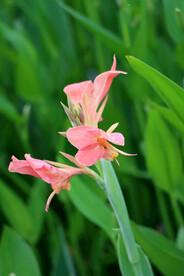 湿地公园粉红色美人蕉