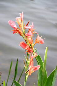 湿地粉色美人蕉