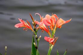 湿地粉色美人蕉