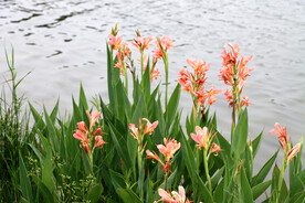 湿地粉色美人蕉