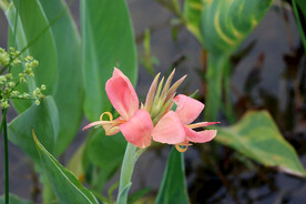 湿地粉色美人蕉