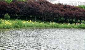 湿地黄色美人蕉