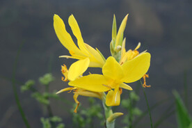 湿地黄色美人蕉