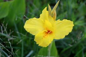 湿地黄色美人蕉花特写