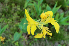 湿地黄色美人蕉