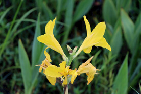 湿地黄色美人蕉花特写