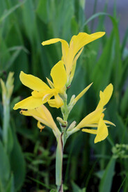 湿地黄色美人蕉花特写