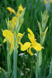 湿地黄色美人蕉花特写