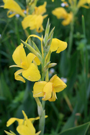 湿地黄色美人蕉花特写