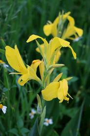 湿地黄色美人蕉花特写