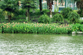 春天湿地公园美人蕉花