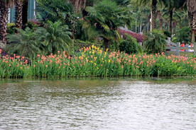 湖边粉色美人蕉花