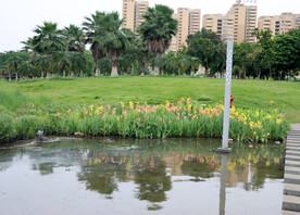 爱莲湖湿地公园一排水草花