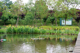 爱莲湖湿地公园一排水草花