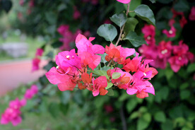 叶子花