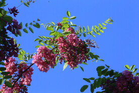 紫槐花
