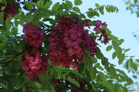 紫槐花 