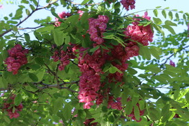 紫槐花