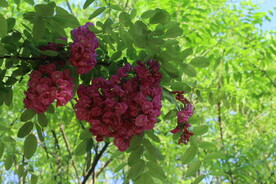 紫槐花