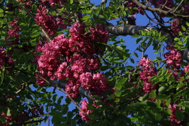 紫槐花